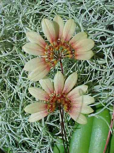 Bulbophyllum makoyanum 